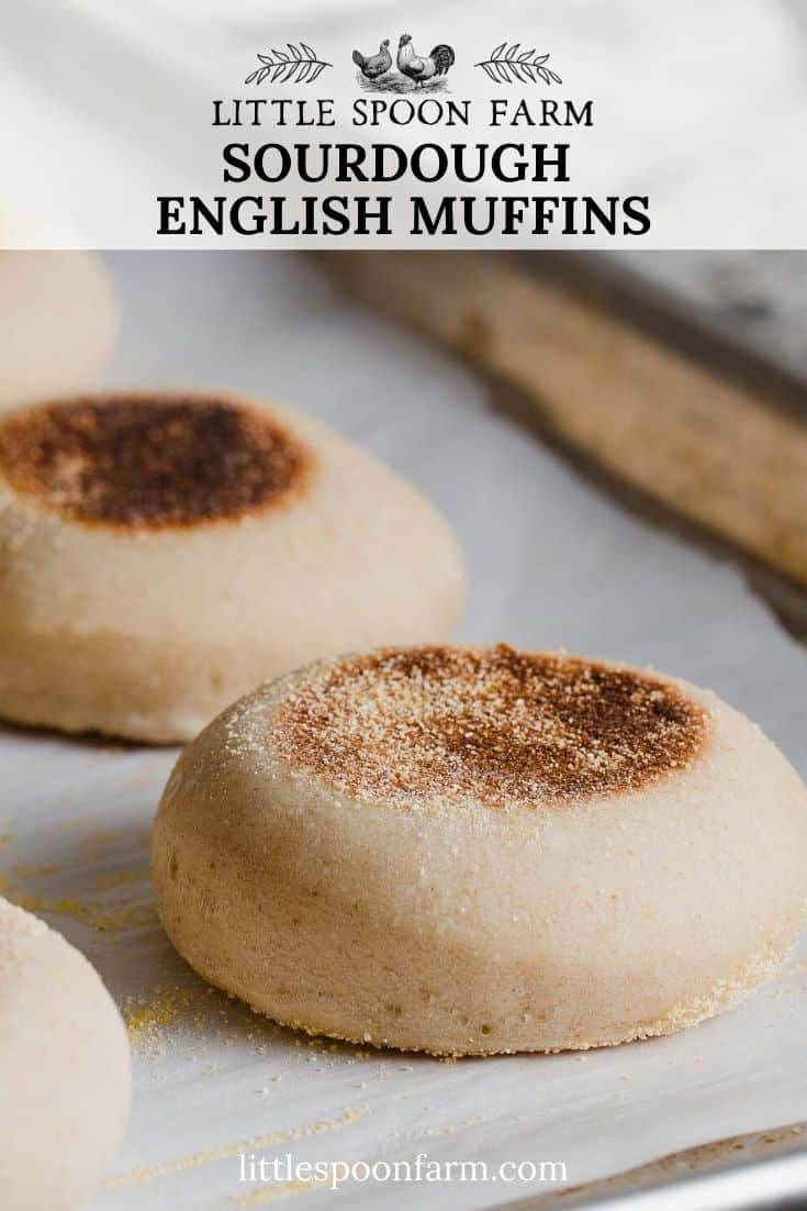 Sourdough English Muffins Easy Overnight Recipe! Little Spoon Farm