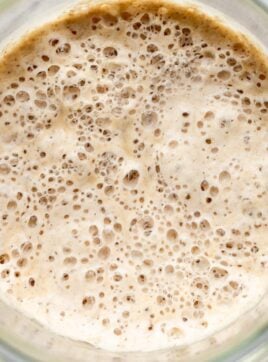 A photo of an active and bubbly sourdough starter.